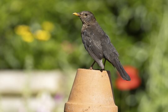 Eurasian blackbird (Turdus merula) adult female garden bird on a plant pot, England, United Kingdom