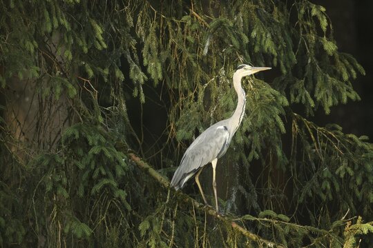 Grey heron (Ardea cinerea) on its roosting tree in the first light of dawn, Allg&auml;u, Bavaria, Germany