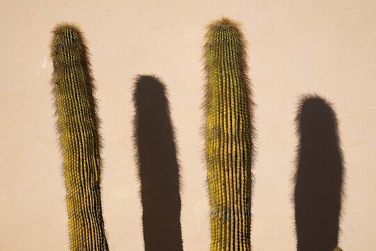 Two oblong cacti cast long shadows on a bright wall in direct sunlight, Florence, Tuscany, Italy