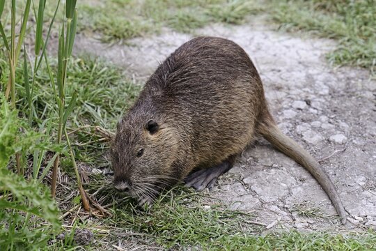 Nutria (Myocastor coypus), grazing by the side of the path, Camargue, southern France, France
