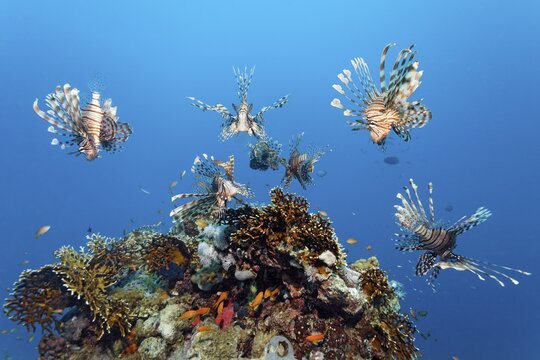 Group, 7, seven, Common lionfish (Pterois miles) over coral block Acropora stony coral (Scleractinia), hunting, on the hunt for prey, Red Sea, Makadi Bay, Port Safaga, Egypt