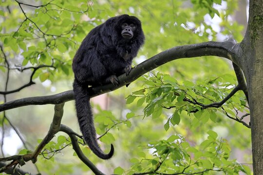 Black howler monkey (Alouatta caraya), adult, male, tree, sitting, alert, South America