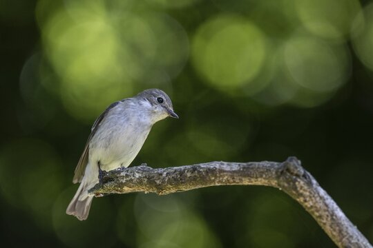 Pied Flycatcher (Ficedula hypoleuca), Emsland, Lower Saxony, Germany