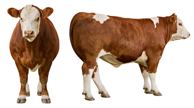 Brown and white Hereford cow standing, front and side view