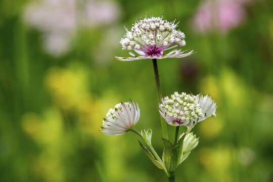 Astrantia major, in bloom, close-up, Fellhorn, Oberstdorf, Oberallg&auml;u, Allg&auml;u, Bavaria, Germany