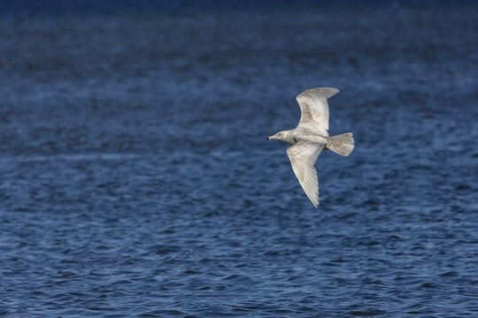 A rare vagrant on the Danish North Sea coast, a glaucous gull (Larus hyperboreus) in its second-winter plumage, vagrant, rarity, juvenile plumage, May, Denmark