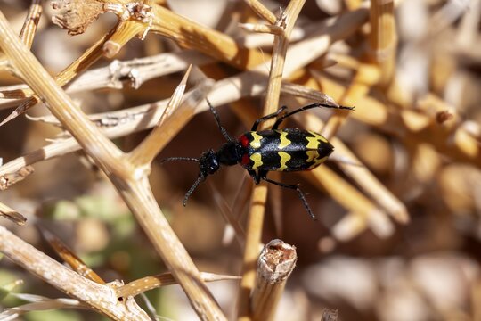 Zigzag Blister Beetle (Hycleus zigzagus), Namib Desert, Namib Naukluft Park, Namibia