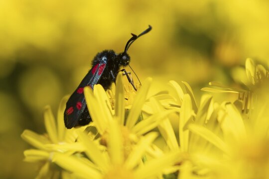 Six spot burnet moth (Zygaena filipendulae) adult insect feeding on Ragwort flower in summer, Suffolk, England, United Kingdom