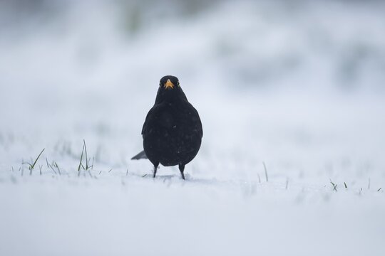 Eurasian blackbird (Turdus merula) adult male garden bird in a snow covered garden in winter, England, United Kingdom