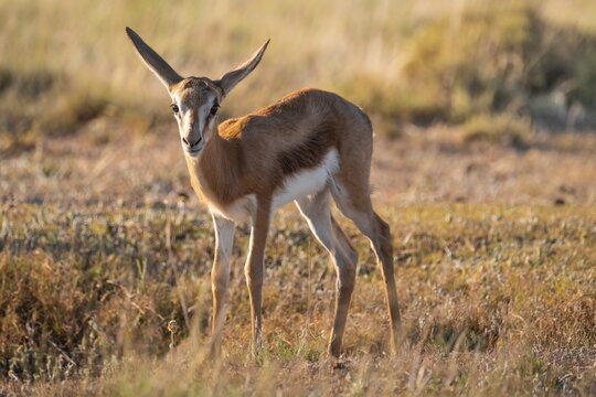 Young springbok (Antidorcas marsupialis) in meadow, Mountain Zebra National Park, South Africa