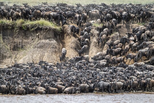 The Great Migration, huge herds of wildebeest (Connochaetes taurinus) just in front of crossing the Mara River, panic, Serengeti, Tanzania