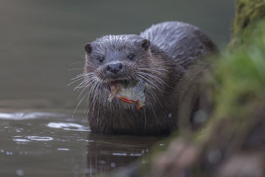 European otter (Lutra lutra) adult mammal feeding on a Perch fish in a river, England, United Kingdom