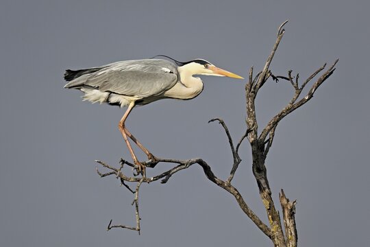 Grey heron (Ardea cinerea), perched on a branch, Camargue, southern France, France