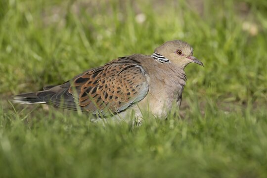 European turtle dove (Streptopelia turtur) adult bird on grassland, England, United Kingdom