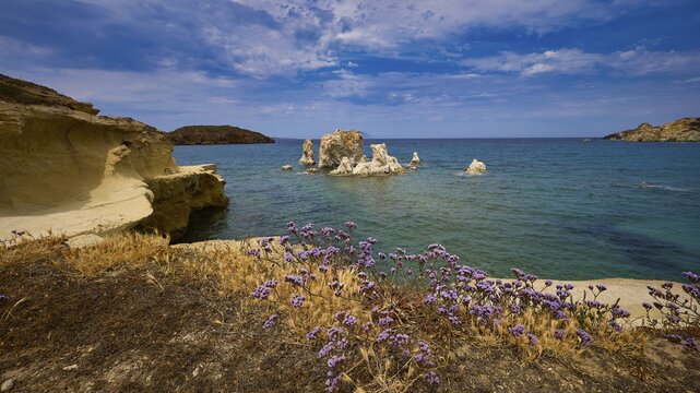 Blooming plants on the edge of a beautiful coast with rocks in the sea, Aspragremna, White Cliffs, Mavorspilia Beach, Kimolos Island, Kimolos, Cyclades, Greek Islands, Greece