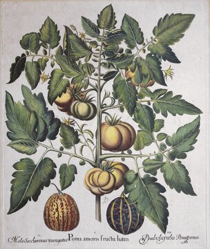 Meat tomato, watermelon and honeydew melon, hand-colored copper engraving by Basilius Besler, from Hortus Eystettensis, 1613