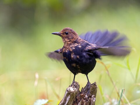 A blackbird (Turdus merula) stands on a root with its wings spread, dynamic movement, Hesse, Germany
