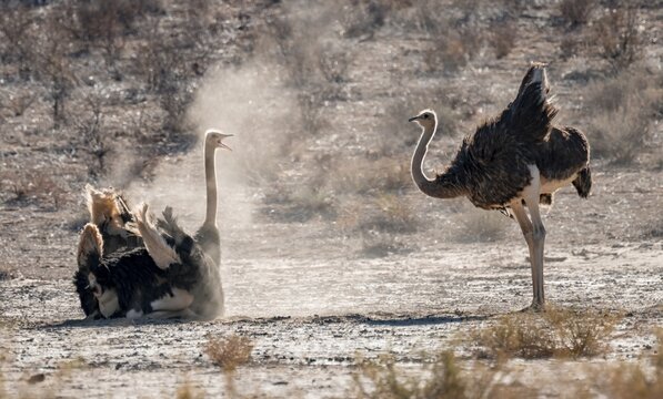 Dust bath, common ostrich (Struthio camelus), Kgalagadi Transfrontier National Park, Northern Cape, South Africa