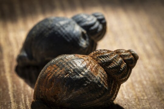 Periwinkles (Littorina littorea) smoothed by the sea and sand, Houvig, North Sea, Denmark