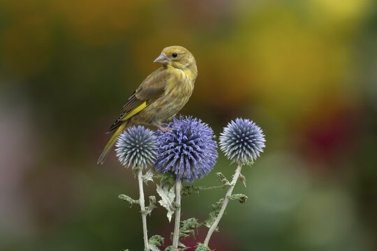 European greenfinch (Chloris chloris) juvenile garden bird on a Globe thistle (Echinops ritro) flower head in summer, Suffolk, England, United Kingdom