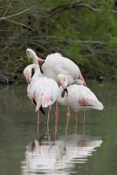 Three greater flamingos (Phoenicopterus roseus), standing in the water, Camargue Regional Nature Park, southern France, France