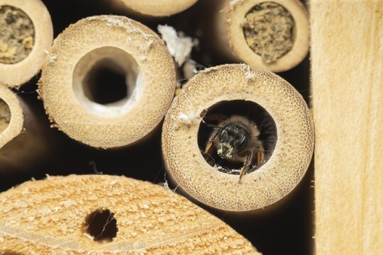 Red mason bee (Osmia rufa) adult insect emerging from a bambo cane in a bee hotel, Suffolk, England, United Kingdom