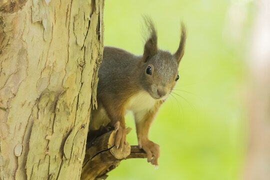 A squirrel (Sciurus vulgaris) on a tree trunk in a green environment, Hesse, Germany