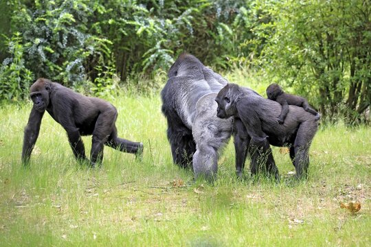 Western gorilla (Gorilla gorilla), adult, male, silverback, female, juvenile, baby, family, group, on the ground