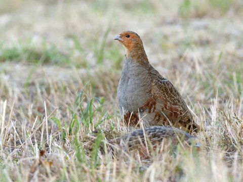 Partridge (Perdix perdix), a cock keeping watch over a hen in a mown meadow, Solms, Hesse, Germany