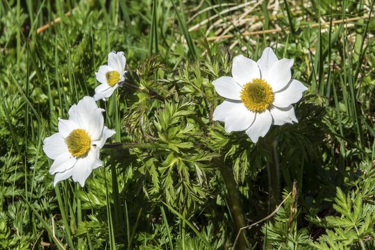 Alpine pasque flower (Pulsatilla alpina), also known as the Alpine anemone, in bloom, close-up, Fellhorn, in bloom, Oberstdorf, Oberallg&auml;u, Allg&auml;u, Bavaria, Germany