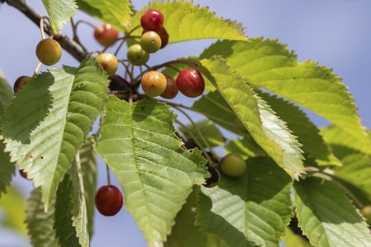 Cherry tree with cherries (Prunus avium), Schleswig-Holstein, Germany