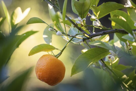 An orange hangs on a branch with leaves and flowers, illuminated by warm sunlight, Bardini Garden or Giardino Bardini, Florence, Tuscany, Italy