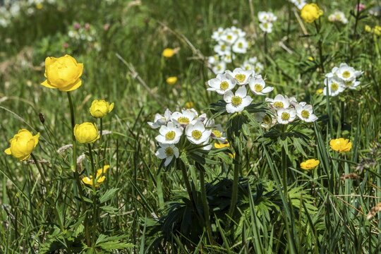 Troll flower (Trollius europaeus), Narcissus-flowered anemone (Anemone narcissiflora), also known as the narcissus-flowered windflower or Alpine chickweed, in bloom, Fellhorn, Oberstdorf, Oberallg&auml;u, Allg&auml;u, Bavaria, Germany