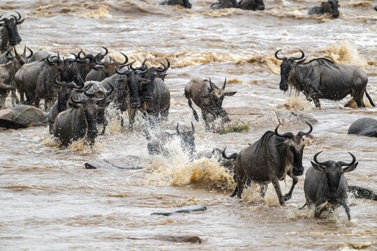 The Great Migration: Huge herds of wildebeest (Connochaetes taurinus) cross the Mara River and swim to the other bank, close-up of the herd, Serengeti, Tanzania