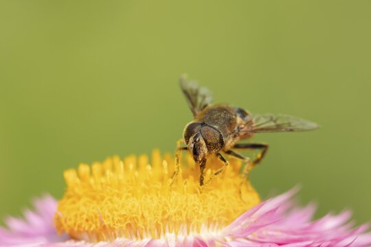 Patchwork leafcutter bee (Megachile centuncularis) adult insect feeding on a Strawflower flower in summer, Suffolk, England, United Kingdom