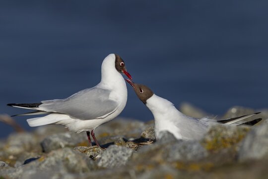 A pair of black-headed gulls (Chroicocephalus ridibundus) has found a suitable nesting site and is starting to build a nest, summer plumage, breeding plumage, courtship, nest-building, breeding colony, bird colony, seabird colony, shorebird, coastal bird, Eidersperrwerk, May, Germany