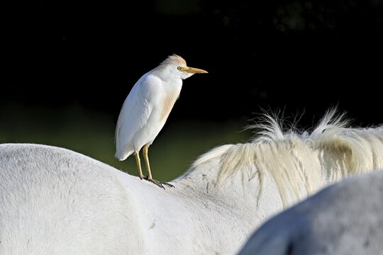 Cattle egret (Bubulcus ibis), standing on the back of a Camargue horse, Camargue, southern France, France