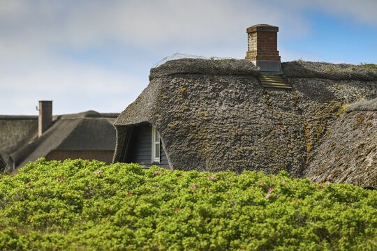 Traditional thatched cottages surrounded by bushes of dog rose (Rosa canina), Houvig, Ringk&oslash;bing Fjord, Denmark