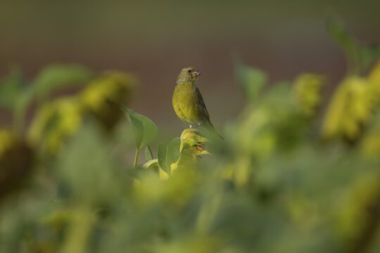 European greenfinch (Chloris chloris) adult male garden bird on a sunflower seedhead in autumn, England, United Kingdom