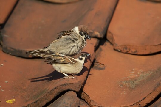 Tree sparrow (Passer montanus) adult male and female birds mating on a building roof, England, United Kingdom
