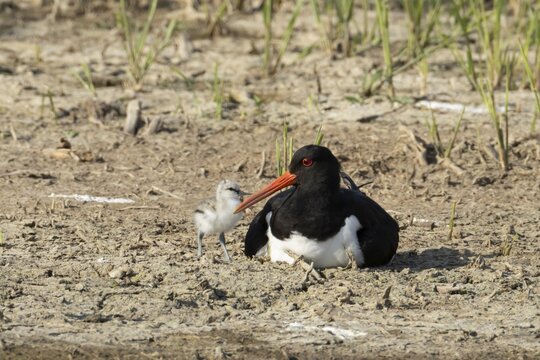 Eurasian oystercatcher (Haematopus ostralegus) adult wading bird seemingly having adopted a Pied avocet (Recurvirostra avosetta) juvenile baby bird on a wetland scrape, RSPB Minsmere nature reserve, Suffolk, England, United Kingdom