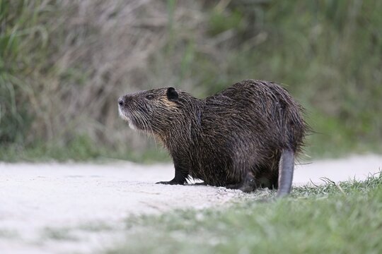 Nutria (Myocastor coypus), standing in the path, Camargue, southern France, France