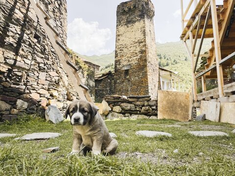 Ushguli Georgia Caucasian Shepherd puppy sitting ancient Svan towers stone village UNESCO heritage site mountain landscape rural life traditional architecture pet animal mountain dog