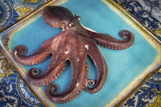 An octopus (Octopoda) on a blue decorative plate, fish market, Palermo, Sicily, Italy