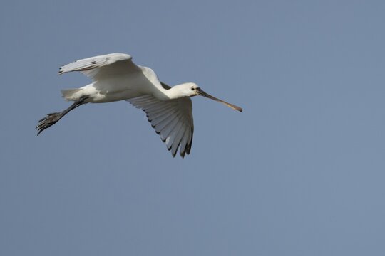 Eurasian spoonbill (Platalea leucorodia) adult bird in flight, England, United Kingdom