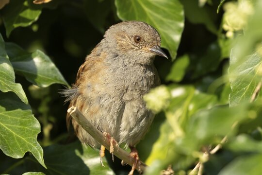 Dunnock or Hedge sparrow (Prunella modularis) adult garden bird in an Ivy (Hedera helix) bush, Suffolk, England, United Kingdom