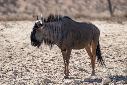 Blue wildebeest (Connochaetes taurinus), Kalahari Desert, Kgalagadi Transfrontier Park, South Africa