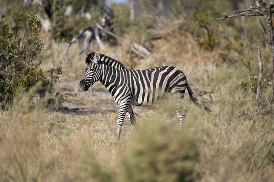 Plains zebra (Equus quagga) near Atzar&oacute; Camp, Okavango Delta, North-West District, Botswana
