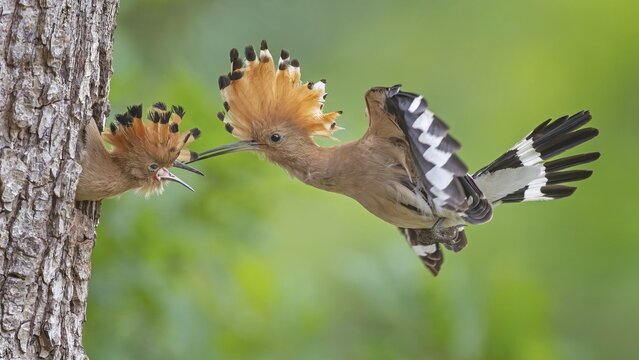 Hoopoe (Upupa epops) &ndash; Bird of the Year 2022, male with food, prey, foraging, food for the chicks, ruffled crest, sunrise, interaction, nesting cavity, nest, young bird begging for food, in flight, approaching, wings, climate change, Middle Elbe Biosphere Reserve, Saxony-Anhalt, Germany