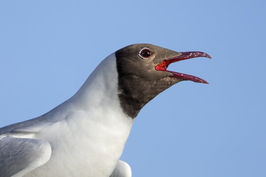 Portrait of a calling black-headed gull (Chroicocephalus ridibundus), summer plumage, breeding plumage, gull cry, gull call, beach bird, coastal bird, Eidersperrwerk, June, Germany